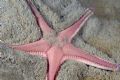 Astropecten irregularis