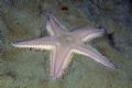 Astropecten irregularis