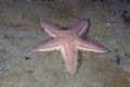 Astropecten irregularis