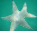 Astropecten jonstoni