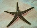 Astropecten bispinosus