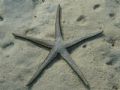 Astropecten bispinosus