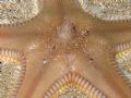 Astropecten irregularis