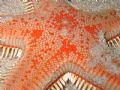 Astropecten aranciacus