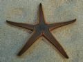 Astropecten bispinosus