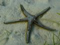 Astropecten bispinosus