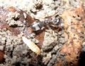 Atelura formicaria