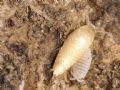 Atelura formicaria