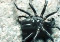 Atypus sp.