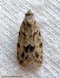 Symmoca signatella