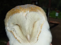 Aves