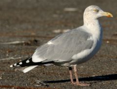 Charadriiformes