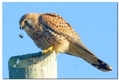 Falconiformes