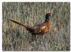 Galliformes