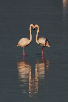 Phoenicopteriformes