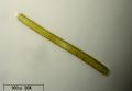 Nitzschia sigmoide
