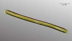 Bacillariaceae