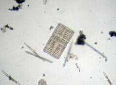 Rhabdonematales