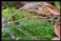 Clonopsis gallica