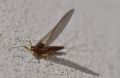 Baetis rhodani