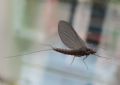 Baetis rhodani