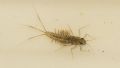 Cloeon sp.