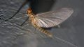 Baetis sp.