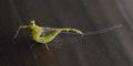 Cloeon cognatum