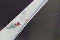 Baetis sp.