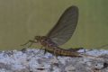 Baetis rhodani
