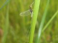 Baetis rhodani