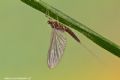Baetis rhodani