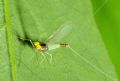 Baetis fuscatus