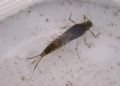 Baetis rhodani