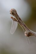 Baetis rhodani