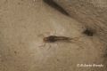 Baetis rhodani
