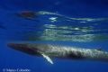 Balaenoptera physalus