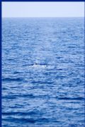 Balaenoptera physalus