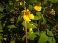 Impatiens noli-tangere