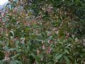 Impatiens glandulifera