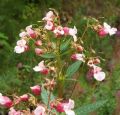 Impatiens glandulifera
