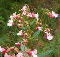 Impatiens glandulifera