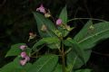 Impatiens glandulifera