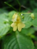 Impatiens parviflora