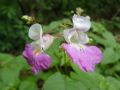 Impatiens balfourii