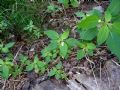 Impatiens parviflora