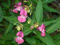 Impatiens glandulifera