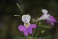 Impatiens balfourii