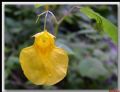 Impatiens pallida