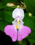 Impatiens balfourii